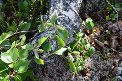 Betula pubescens pumila