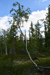 Betula pubescens pumila