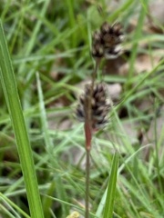 Luzula multiflora multiflora