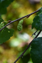 Betula pubescens pumila