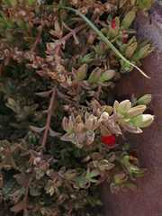Mesembryanthemum cordifolium
