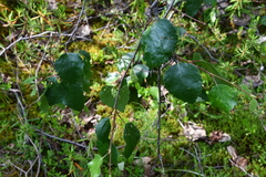 Betula pubescens pumila