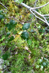 Betula pubescens pumila