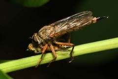 Aneomochtherus hungaricus