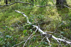 Betula pubescens pumila