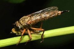 Aneomochtherus hungaricus