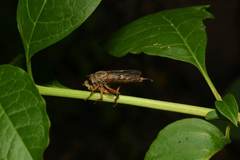 Aneomochtherus hungaricus