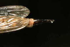 Aneomochtherus hungaricus