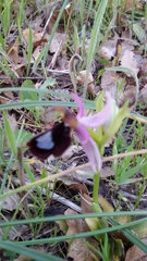 Ophrys bertolonii