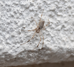 Nephilingis cruentata