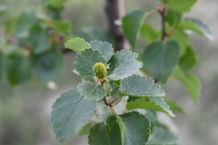 Betula pubescens pumila