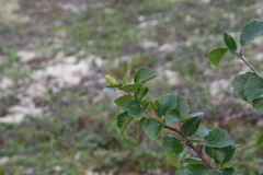 Betula pubescens pumila