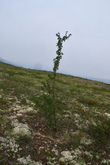 Betula pubescens pumila