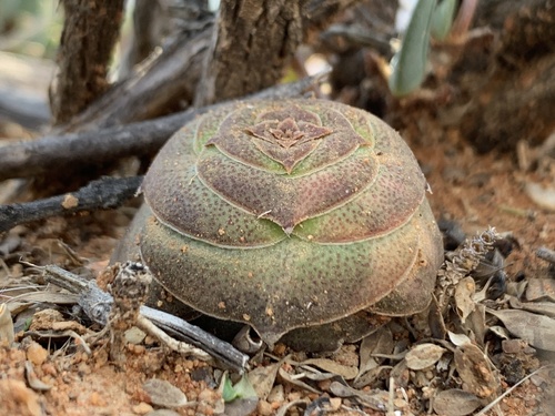 Crassula hemisphaerica