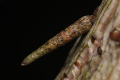 Psychidae