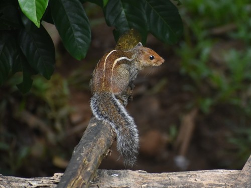 Jungle Palm Squirrel