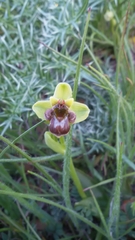 Ophrys bombyliflora