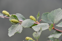 Betula pubescens pumila