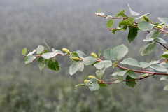 Betula pubescens pumila