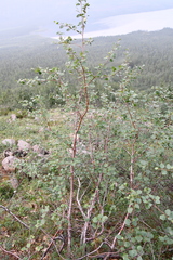 Betula pubescens pumila