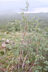 Betula pubescens pumila