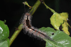 Dasychira