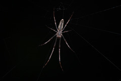 Tetragnatha