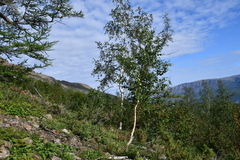 Betula pubescens pumila