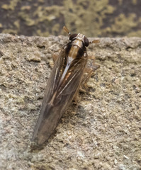 Muellerianella laminalis