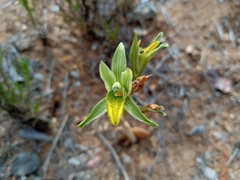 Chloraea cristata