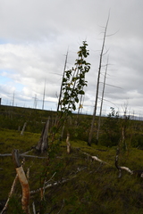 Betula pubescens pumila