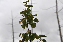 Betula pubescens pumila