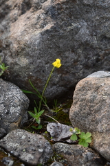 Draba glacialis