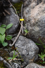 Draba glacialis