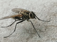 Diptera