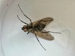 Diptera