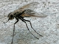 Diptera