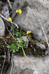Draba glacialis