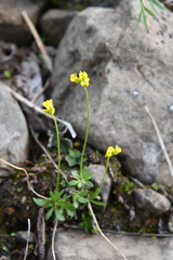 Draba glacialis