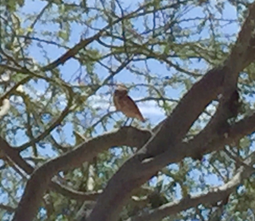 Athene cunicularia