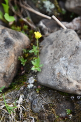 Draba glacialis