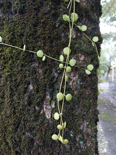 Dischidia formosana iNat (1)