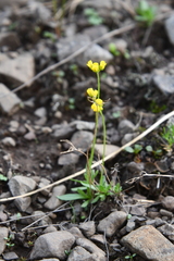 Draba glacialis