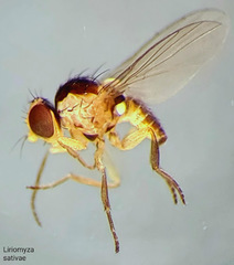 Liriomyza sativae