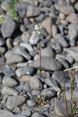 Draba hirta