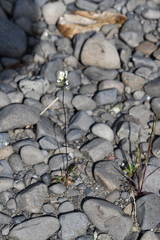 Draba hirta