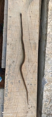 Psammophis phillipsii