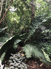 Anthurium coriaceum