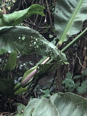 Anthurium coriaceum