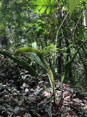 Philodendron crassinervium